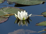 FZ029358 White water-lily (Nymphaea alba) at Bosherston lily ponds.jpg